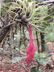 Tillandsia oaxacana