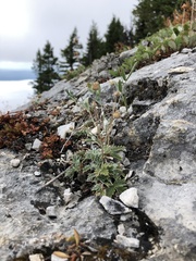 Potentilla nivea