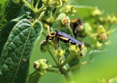 Chauliognathus distinguendus