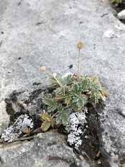 Potentilla nivea