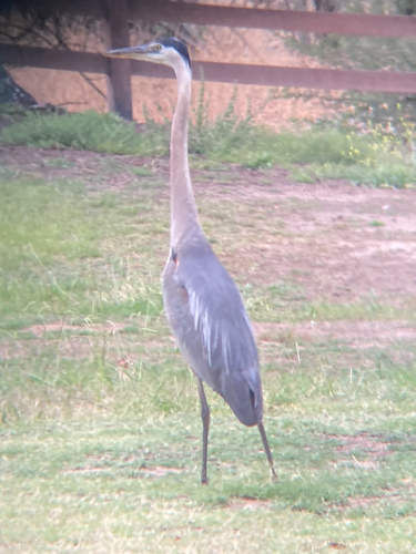 photo of Great Blue Heron (Ardea herodias)