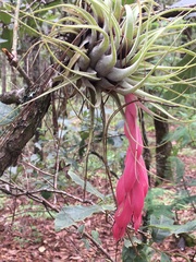 Tillandsia oaxacana