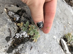 Potentilla nivea