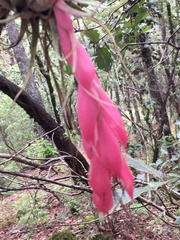 Tillandsia oaxacana
