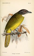 Red-Tailed Greenbul photo 2