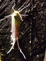 Pterodictya reticularis