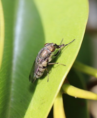 Stomorhina discolor