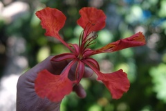 Delonix regia