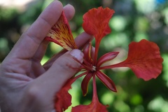 Delonix regia