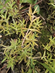 Sedum lineare
