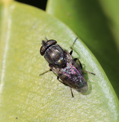 Stomorhina discolor