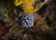 Phyllidiopsis krempfi