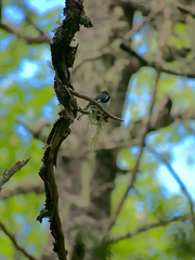 Setophaga caerulescens image