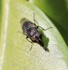 Stomorhina discolor