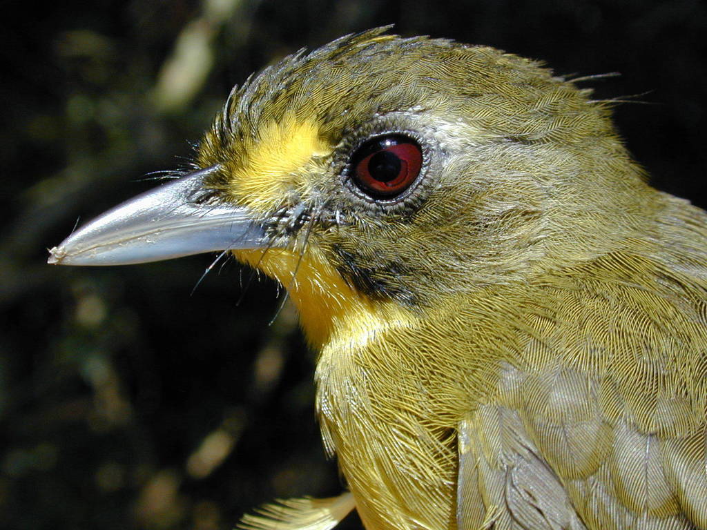 Yellow-Lored Bristlebill
