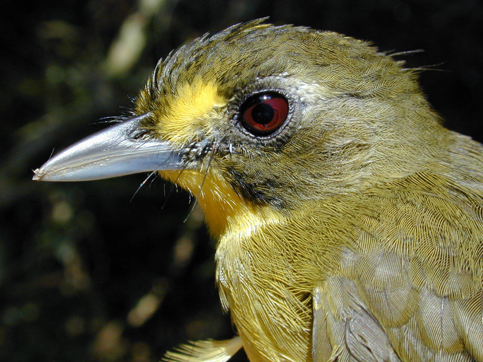 Lesser Bristlebill illustration