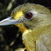 Lesser Bristlebill - Photo (c) Smithsonian Institution, National Museum of Natural History, Department of Vertebrate Zoology, Division of Birds, some rights reserved (CC BY-NC-SA)