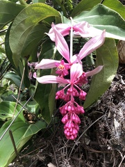 Medinilla magnifica