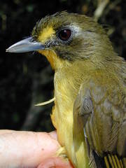 Yellow-Lored Bristlebill photo 2