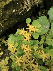 Sedum emarginatum