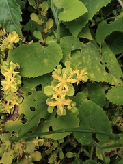 Sedum emarginatum