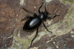 Coelocnemis dilaticollis