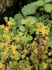 Sedum emarginatum