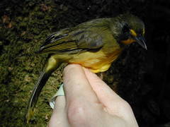 Yellow-Lored Bristlebill photo 3