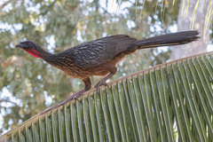 Penelope ochrogaster