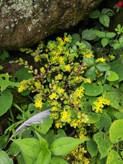 Sedum emarginatum