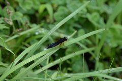 Lyriothemis pachygastra