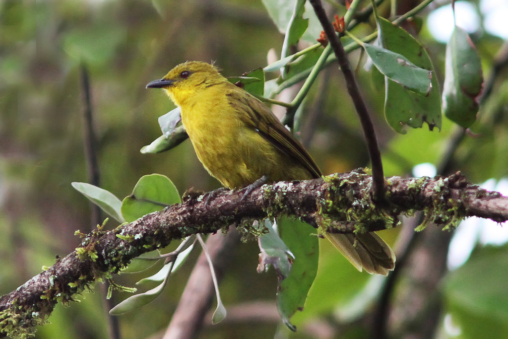 Joyful Greenbul photo