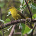 Joyful Greenbul - Photo (c) Dave Curtis, some rights reserved (CC BY-NC-ND)