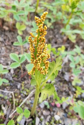 lanceleaf grapefern (Botrychium lanceolatum)