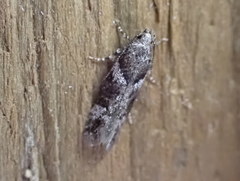 Coleotechnites atrupictella