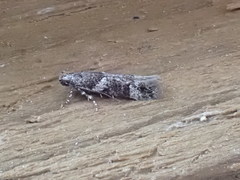 Coleotechnites atrupictella