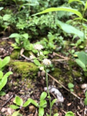 Antennaria racemosa