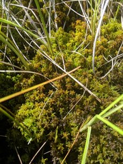 Sphagnum inundatum