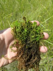 Sphagnum inundatum