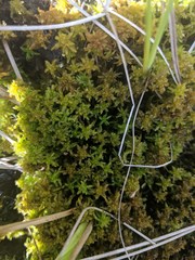 Sphagnum inundatum