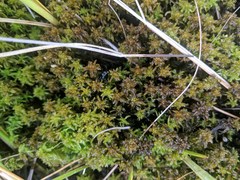 Sphagnum inundatum
