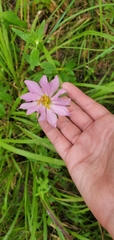 Sabatia dodecandra foliosa