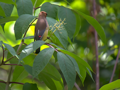 Bombycilla cedrorum image