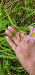 Sabatia dodecandra foliosa