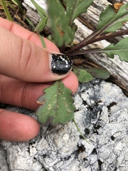 Packera streptanthifolia