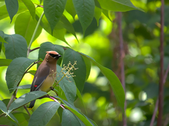 Bombycilla cedrorum image