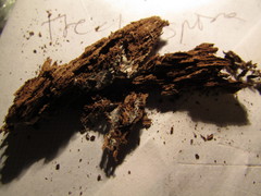 Trechispora mollusca