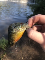 Lepomis gibbosus × cyanellus