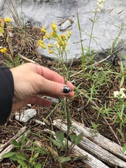 Packera streptanthifolia