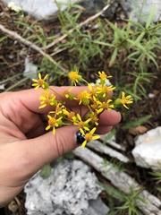Packera streptanthifolia